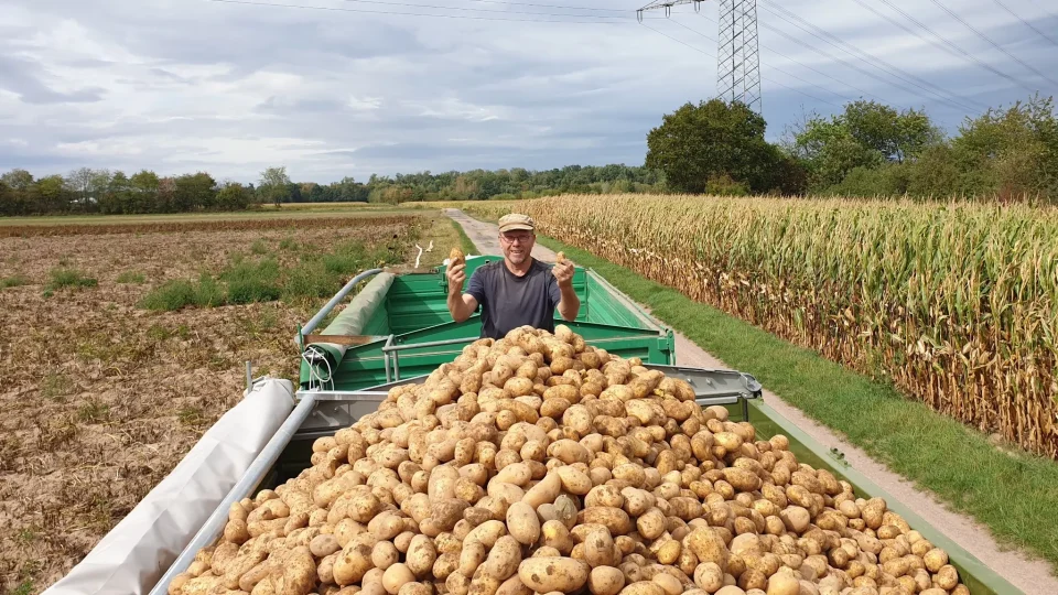 Norbert Zöller hält zwei Kartoffeln in den Händen; vor ihm liegen frisch geerntete Kartoffeln auf der Erntemaschine.